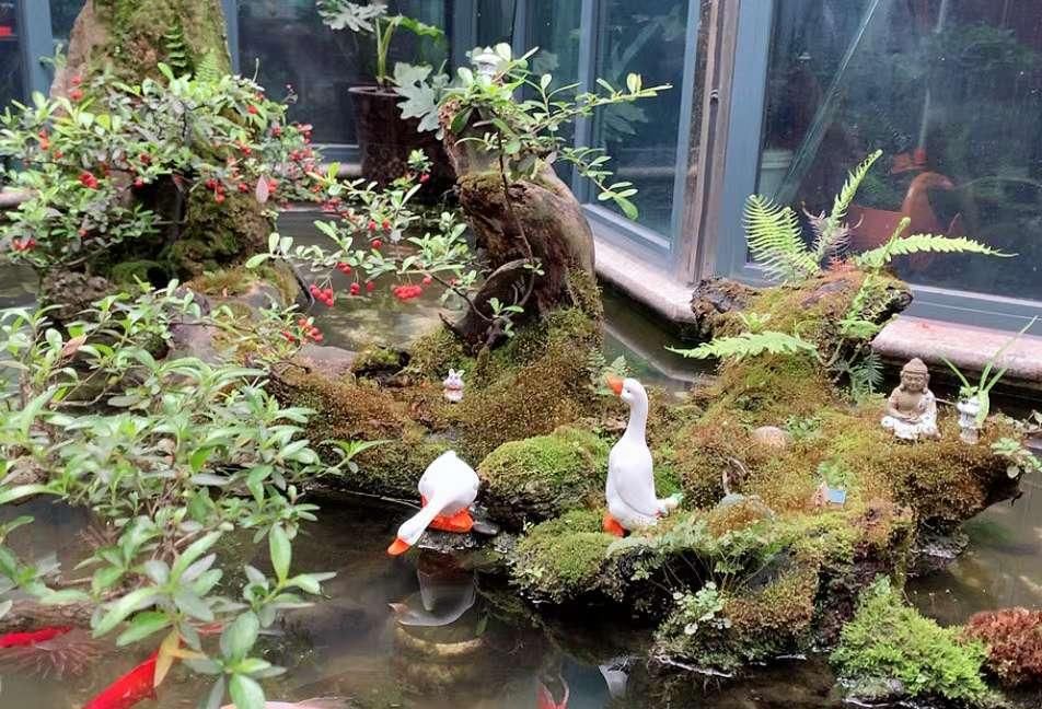『细菌』自建鱼池,杀菌灯的作用及使用技巧