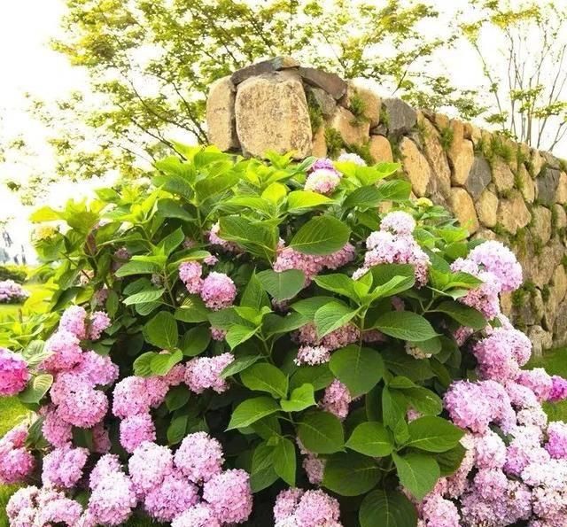  「家里」家里养这八种花，秒变花海，美如仙境