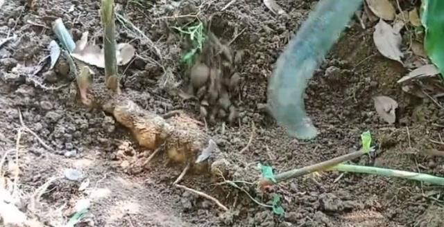  「野味」长在泥土里的野味，农民挖了好久才看到，一长一短你们