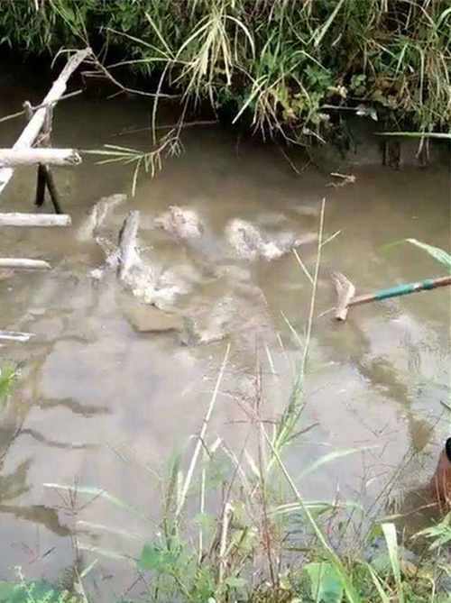  [池塘]农村老大爷野外发现泥水池塘，渔网水底一捞，惊起一堆大