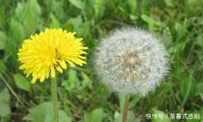  『错过』农村的蒲公英正是开花之际，除了好看外用途也大着呢，不要错过！