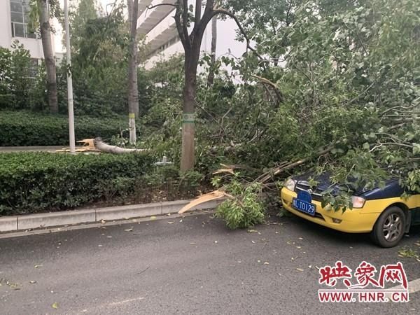 『出租车』大树倾倒出租车被砸 漯河交警及时救助