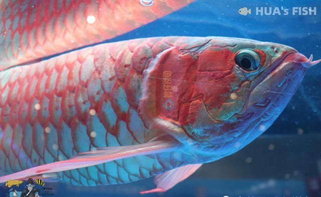  『观赏鱼』别听水族店老板的！连鱼带缸一起买回家，观赏鱼大多活不过27天