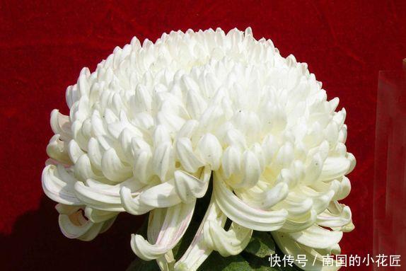  『珍稀』此款菊花，花开如“太白积雪”，堪称“珍稀名菊”，洁白如雪！