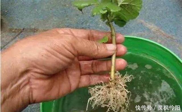  『长寿花』春天快来扦插2种花，剪根枝条插水里，嗖嗖生根，一开花200天