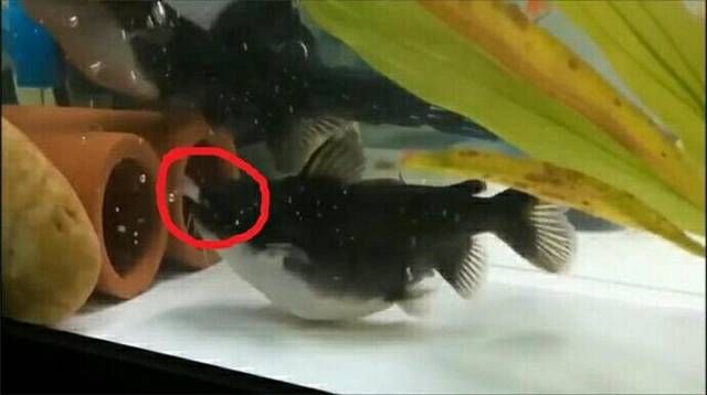  鲶鱼：鱼缸放了2条鲶鱼后金鱼离奇失踪 看到这一幕肠子悔青