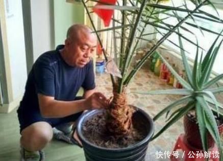  「引得」盆栽“枣树”十多年,今年终于结果子了,引得邻居全来凑热闹
