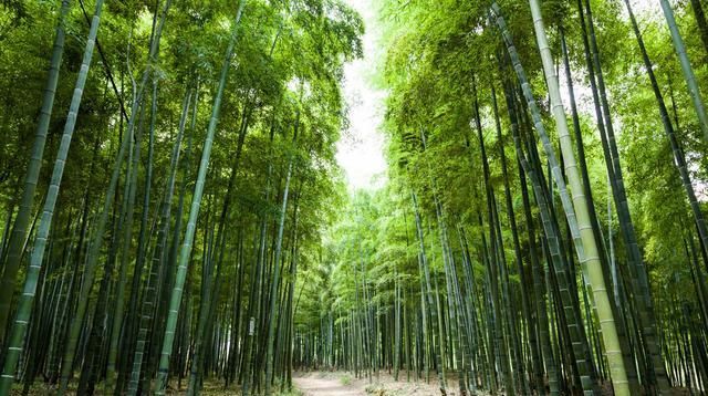  『发生』毛竹病虫害发生特点，做好病虫害防治工作，加强防护措施