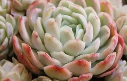  夏天■夏天好养的多肉植物有哪些?这几款多肉夏天越热长得越漂亮