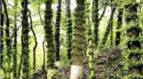  『伸筋草』长在老树上的它，人称“龙须草”，能治“关节痛”，别拔，很珍贵