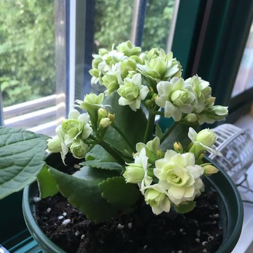  「养盆」喜欢养花，不如养盆蜡菊，花量丰富，似金色的太阳，光彩夺目