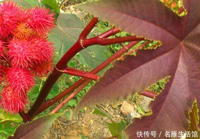  [蓖麻]红红火火的观赏蓖麻，盆栽可以矮化到几十厘米高，三月播种最好