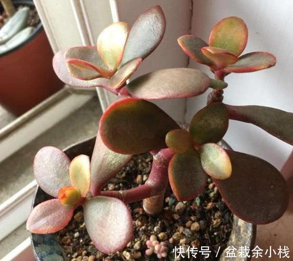#付诸于实#多肉盆栽该怎么养护?学会这''6大要素'',小白分分钟变身高手