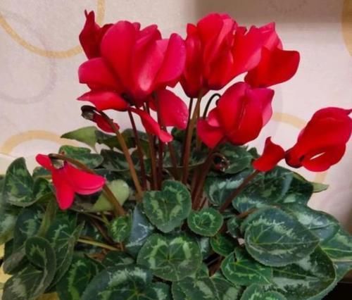 【财运】3种富贵花,开花漂亮,福运财运喜运来,懂花的人都在养