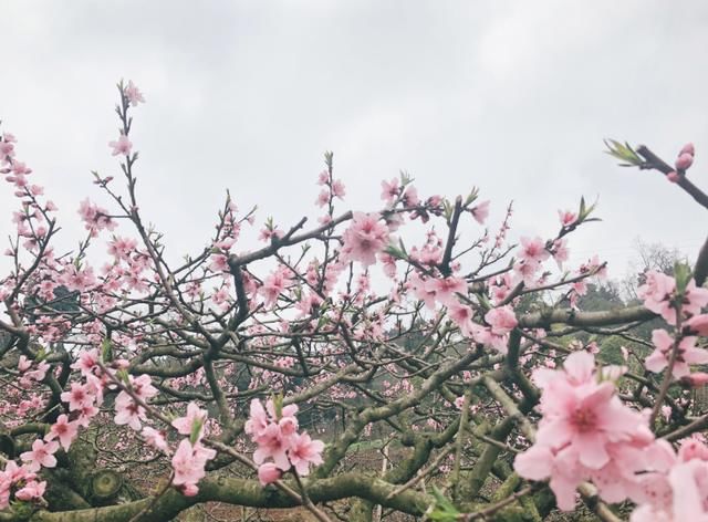 成都隐藏一桃花源，免费供游客参观，素有“中国水蜜桃之乡”美誉