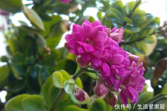 『养花』3月4月,养花就养这“4种”,打理好了开花一茬茬,简直美呆了
