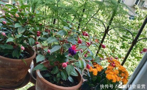 花盆里爱生小黑飞,学会3个绝招,将它一窝端