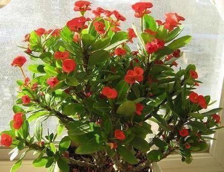  『花钱买』这3种花,不用花钱买,学会“1招”,哗啦啦养出一大片,美得冒泡