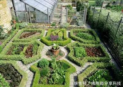 『蔬菜』有个花园不如种菜,菜能吃,花园也美,很棒的!