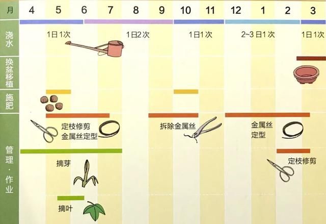 九款落叶树特别适合制作杂木类盆景，享受森林的乐趣!