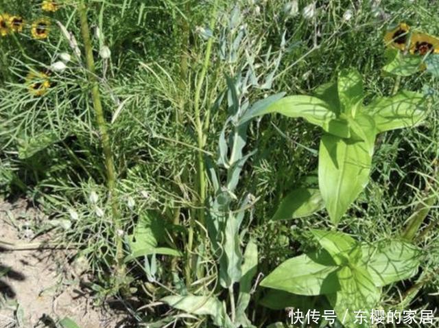 人称|生长在农地里,人称“麦蓝菜”,看着像“满天星”,价值高,珍贵