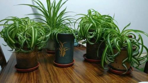  [家里]3种花“细菌”不喜欢，家里养1盆，空气清新，花友一养就是9盆