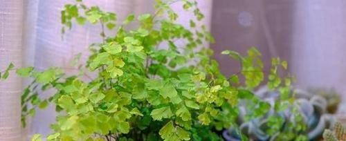『翠绿的叶片』这6种绿色植物,家里养上几盆,增添绿意,清新又养眼!
