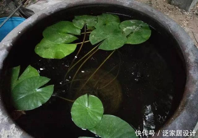 『过滤』什么观赏鱼可以在比较浑浊没有过滤的水质中饲养,而且不会死呢?