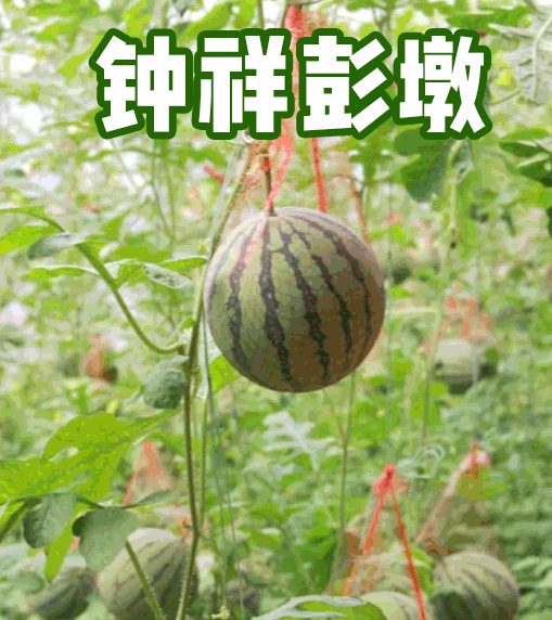 钟祥及周边300多家景点免费或半价！不知道就太亏了