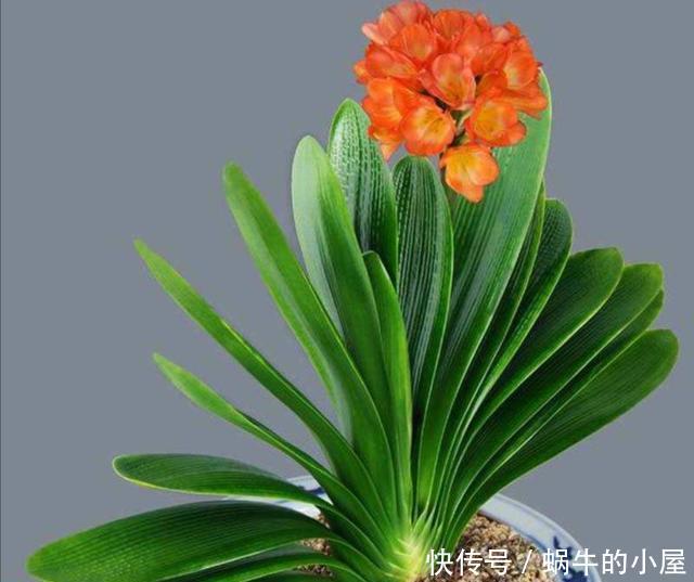 细节|君子兰秋季换盆,注意4个小细节,不影响正常开花