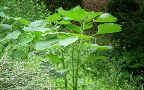  「牲畜」它素有“软黄金”之称，价值极其珍贵，却被当成野草喂牲畜，可惜