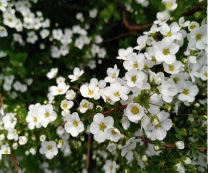  #新区#城管文化|醉美新区，扮靓城市的那些花儿