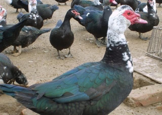  【利润】养殖火鸭成本小、利润高，养殖1000只火鸭赚多少钱