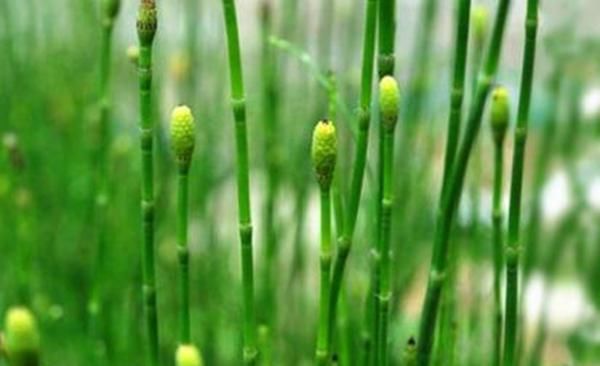  【节节】农村有一种节节草，一节一节寓意“恭祝高升”，以前喂牛现在当宝