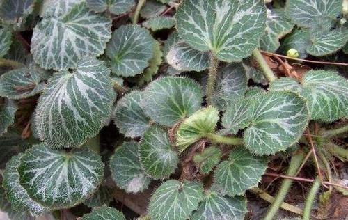  「适合」1种耐阴盆栽，俗称“虎耳草”，适合养在室内，来看怎么养