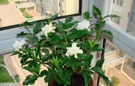  #扦插#如何提高植物的扦插成活率？用上1个雪碧瓶子，水培1周就生根