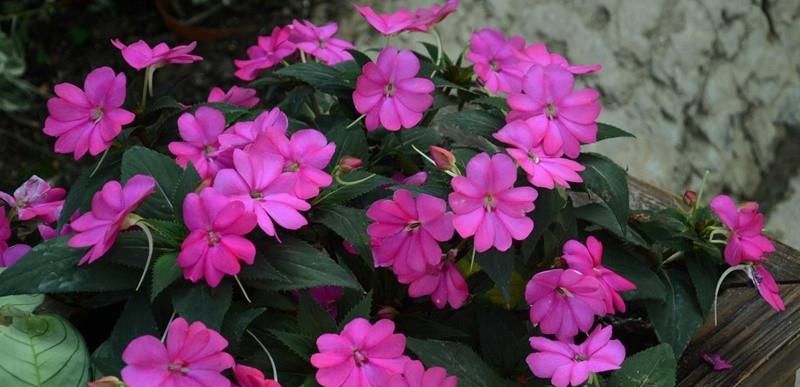  『低矮』全年可开花，观赏价值高，植株低矮，栽培容易，此盆栽花值得拥有