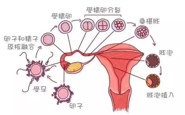 输卵管通液术后当月可以怀孕吗?