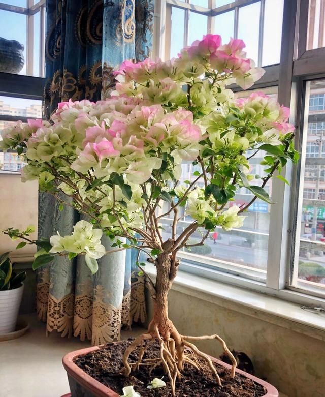  「三角梅是一」把三角梅养成“盆景”老桩，1盆500元，开花“颜值”更高