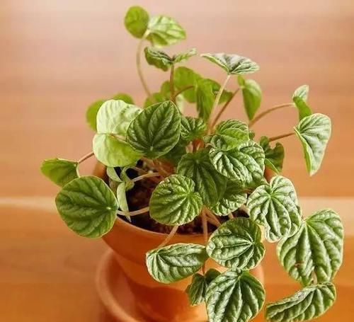  [植物]12种能养玻璃瓶中的植物，喜欢纯粹的绿植