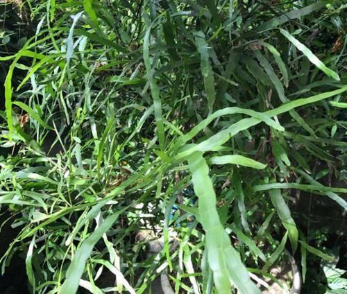  「路边」路边一种“蜈蚣草”，带回家能做盆栽，还是跌打损伤“特效药”