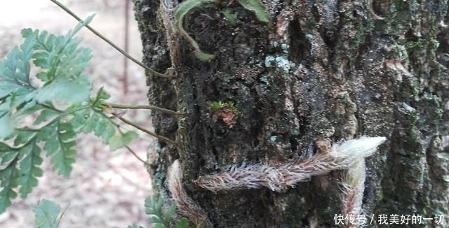  人称■农村一种长在树上的植物，人称“狼尾山草”，市场价40元一斤