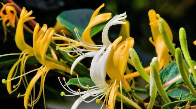 『银花茶』家里养金银花，好处多，实用价值大！