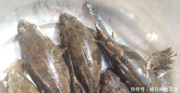  [四不像]农村这种食肉鱼，俗称四不像，刺少肉多，现价格可达上