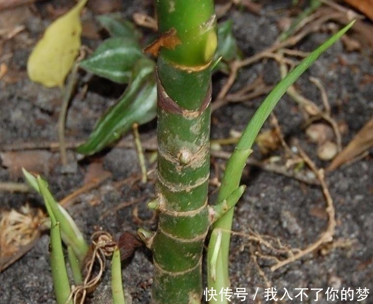 万年青|没想到广东万年青还有这么多个品种,被称为最好养的植物之一