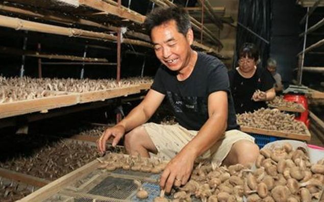  藏红花|过去，高价并不担心卖，但现在它已经跌到了祭坛上，每公