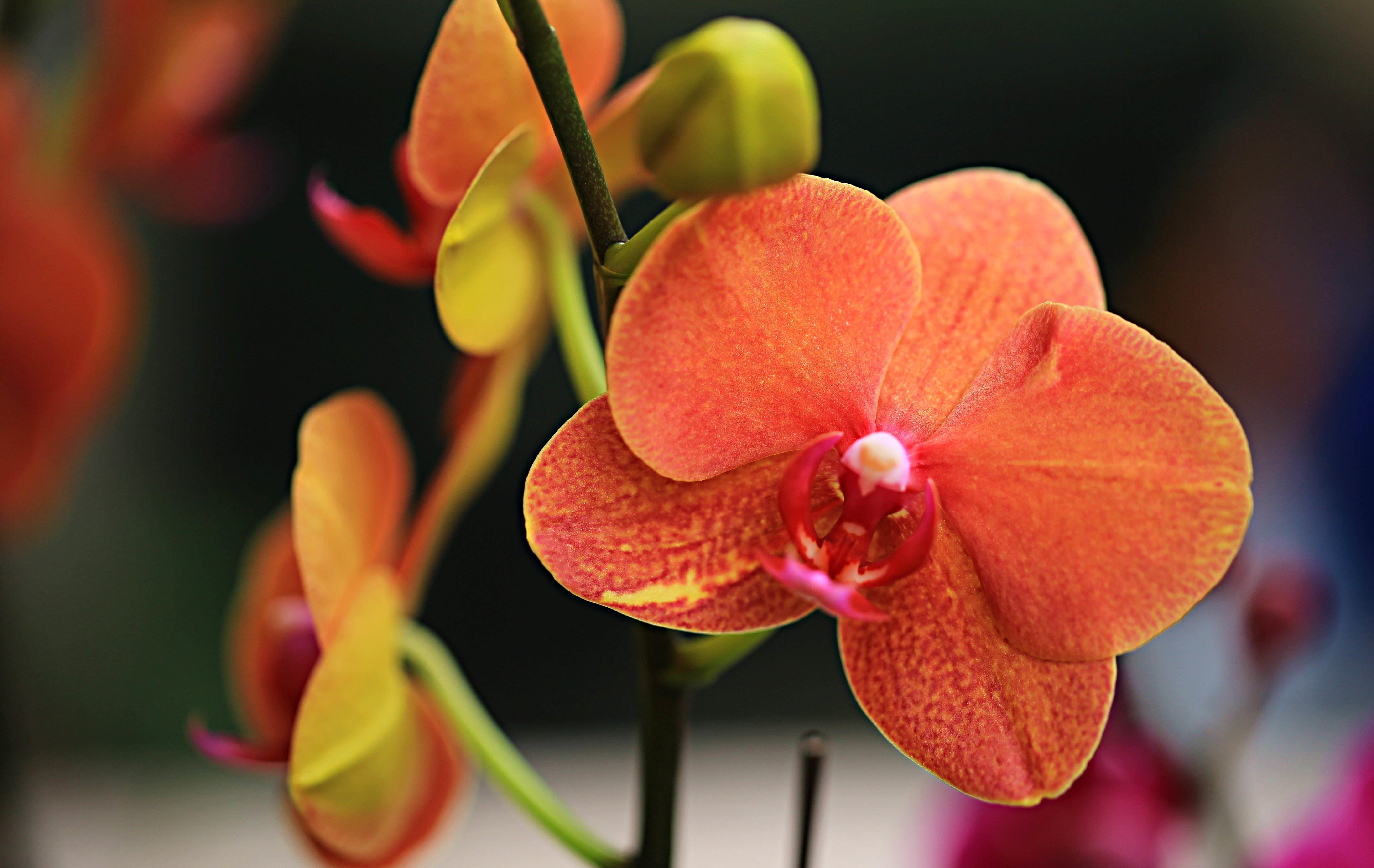  『多长』花卉种植技术：蝴蝶兰的花期有多长，蝴蝶兰花期可以施肥吗！