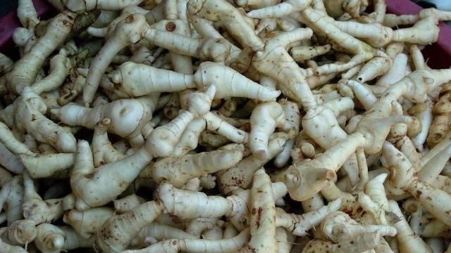  「黄精」农村俗称“长寿百岁草”的植物，野生的价钱高，现在却