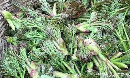 它被誉为“天下第一山珍”，农民有就砍掉，现在依然很抢手