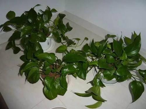  [成活率]这些花卉分株就能成活，而且成活率蛮高的